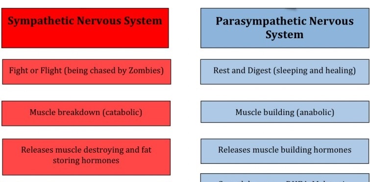 Sympathetic Nervous System Vs Parasympathetic Nervous System Chart