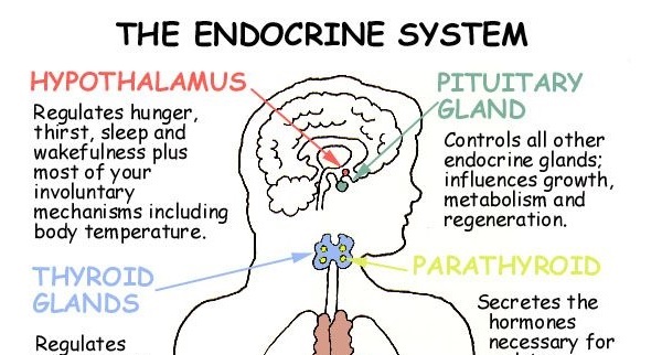 What you should know about hormones and endocrine system - NCLEX Quiz