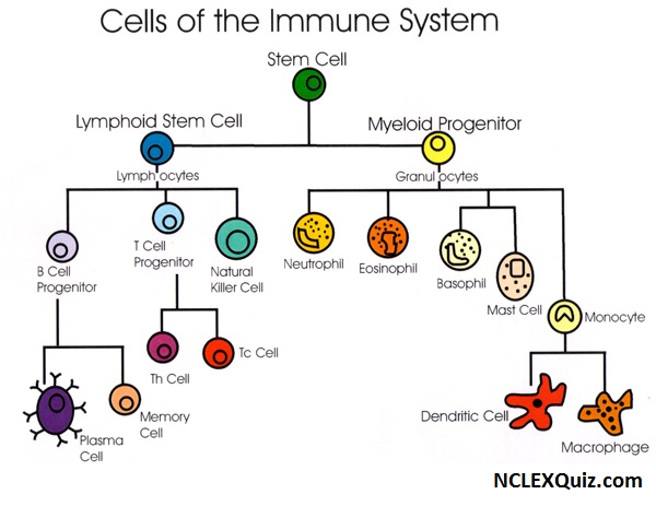 Cells of the Immune System Chart - NCLEX Quiz