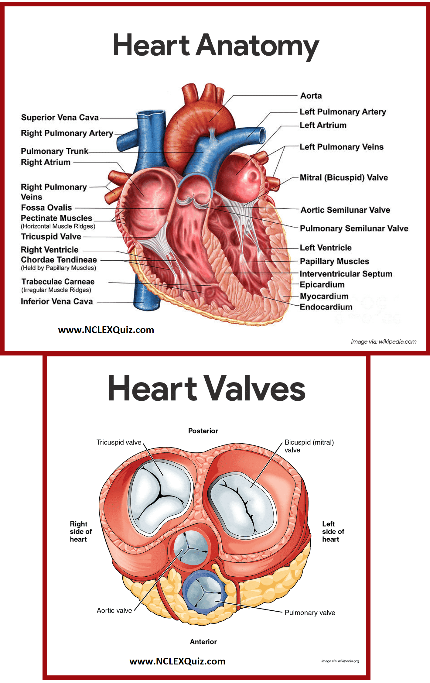 Diagram of Heart Blood Flow for Cardiac Nursing Students - NCLEX Quiz