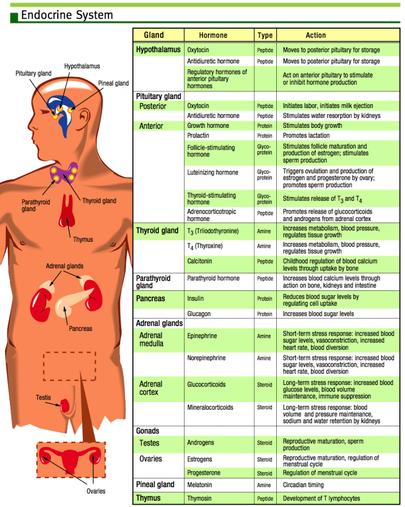 Endocrine System Chart
