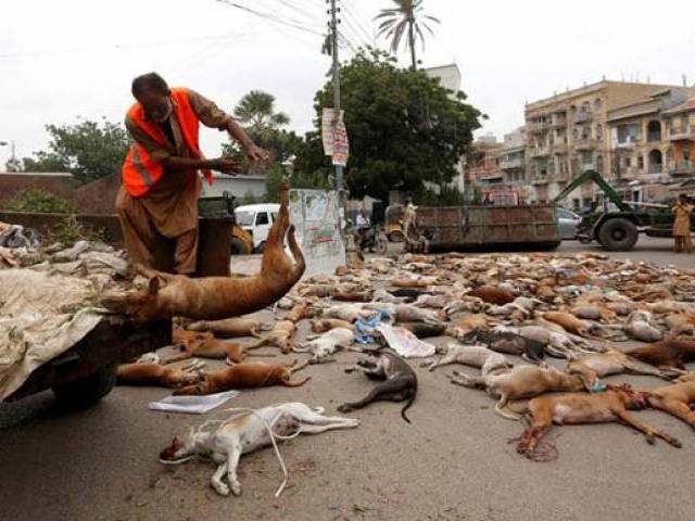 ‘Cruelty’: People outraged as Karachi authorities poison at least 700 stray dogs