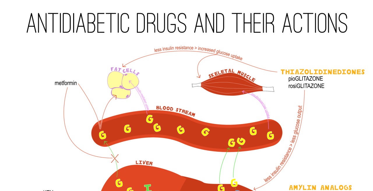 Antidiabetic Drugs and Their Actions NCLEX Quiz