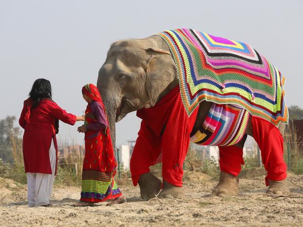 Villagers in India knit jumpers to keep elephants warm