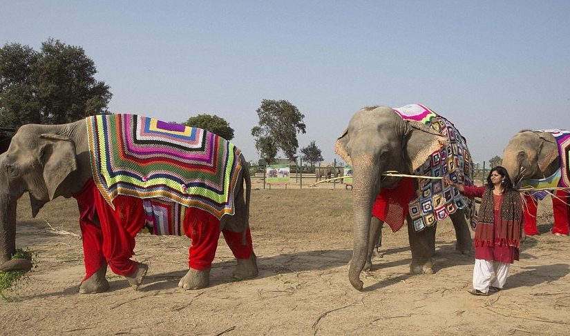 Villagers in India knit jumpers to keep elephants warm