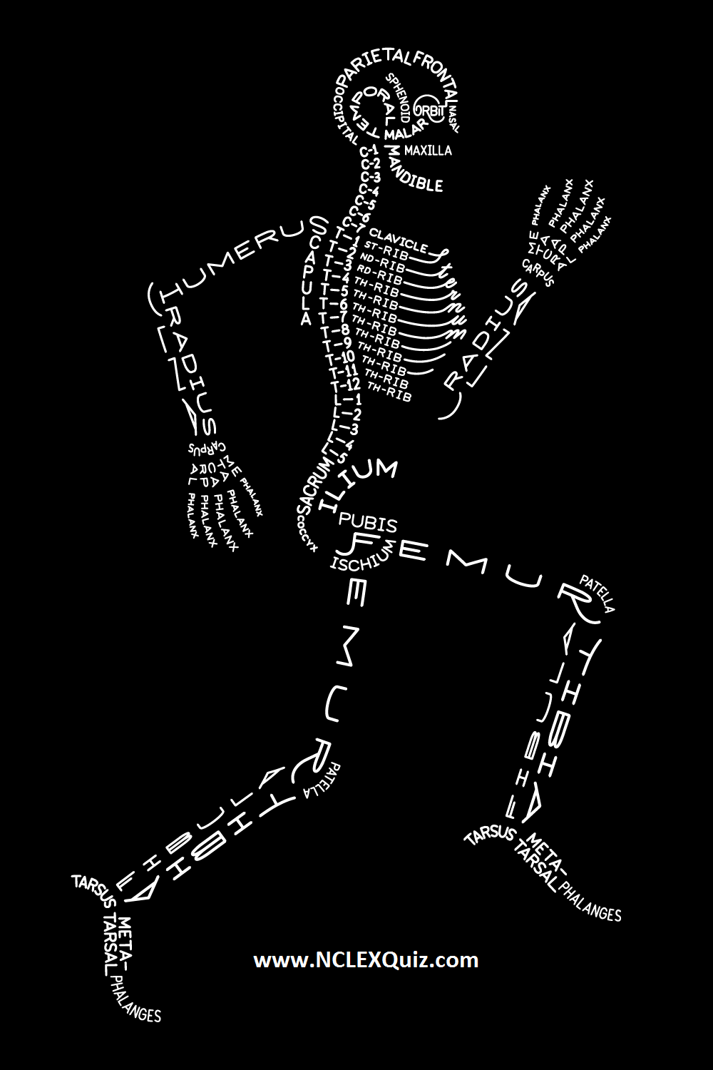 How to Memorize All Bone in the Human Body Easily