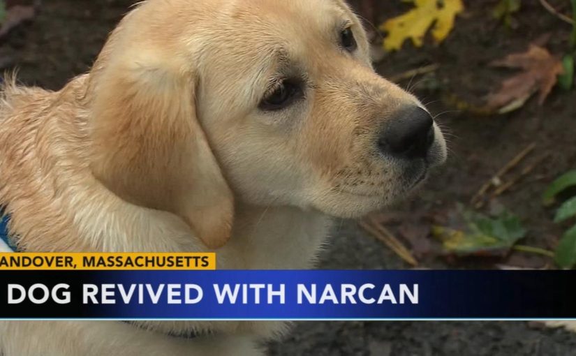 Labradog overdoses on opioid, revived by Narcan