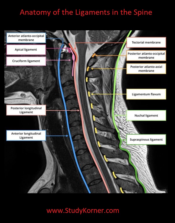 Spinal Anatomy: Ligaments, Tendons and Muscles