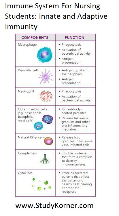 Immune System For Nursing Students: Innate and Adaptive Immunity