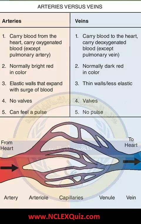 Arteries vs Veins Anatomy: Structure and Function of Blood Vessels