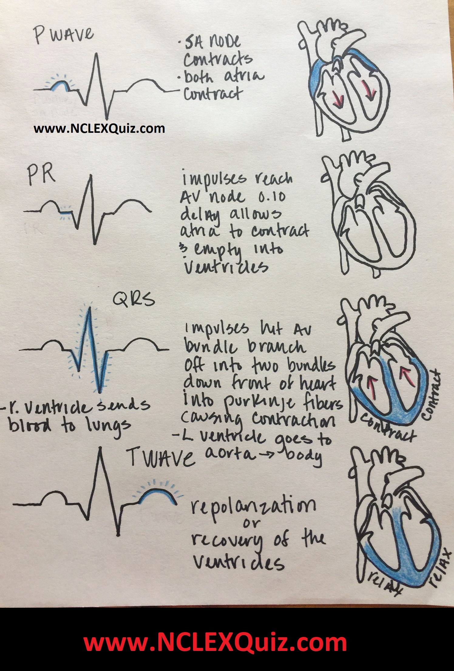 Electrical Events of the Cardiac Cycle ECG and electrical activity of the heart