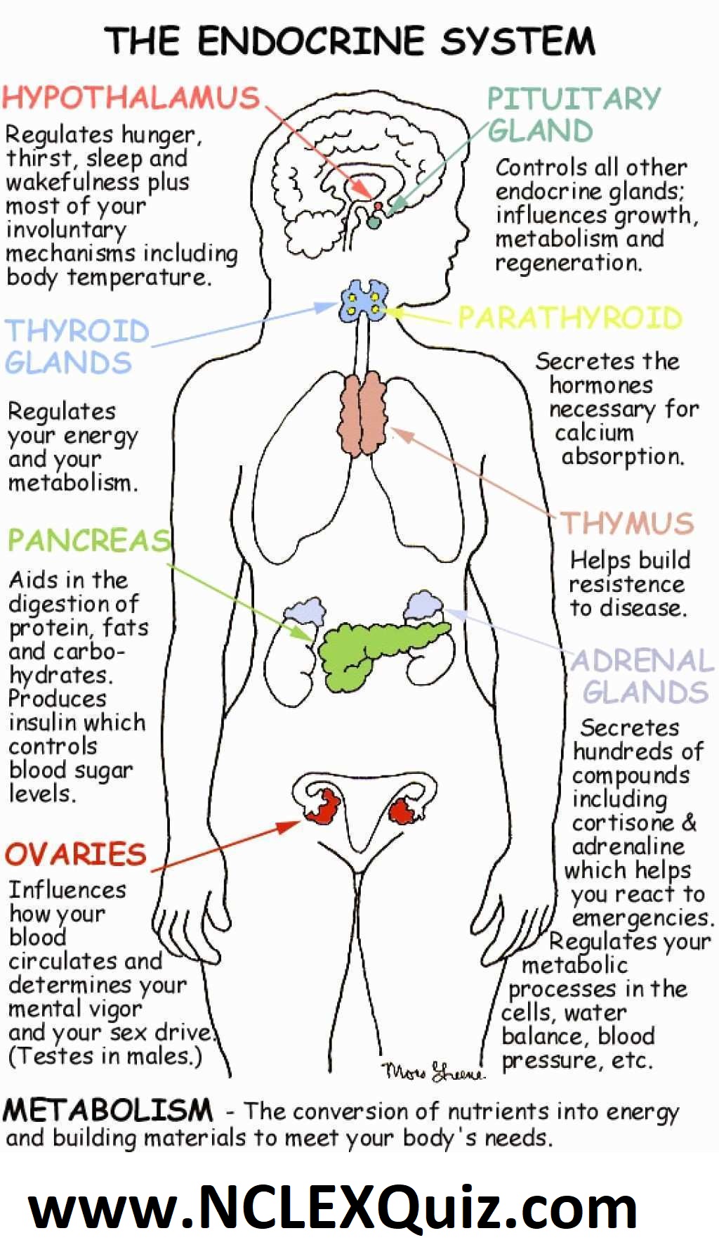 Endocrine System Anatomy & Physiology, Organs & Glands