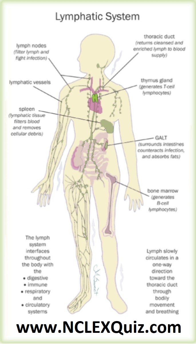 Lymphatic System and its Functions for Nursing
