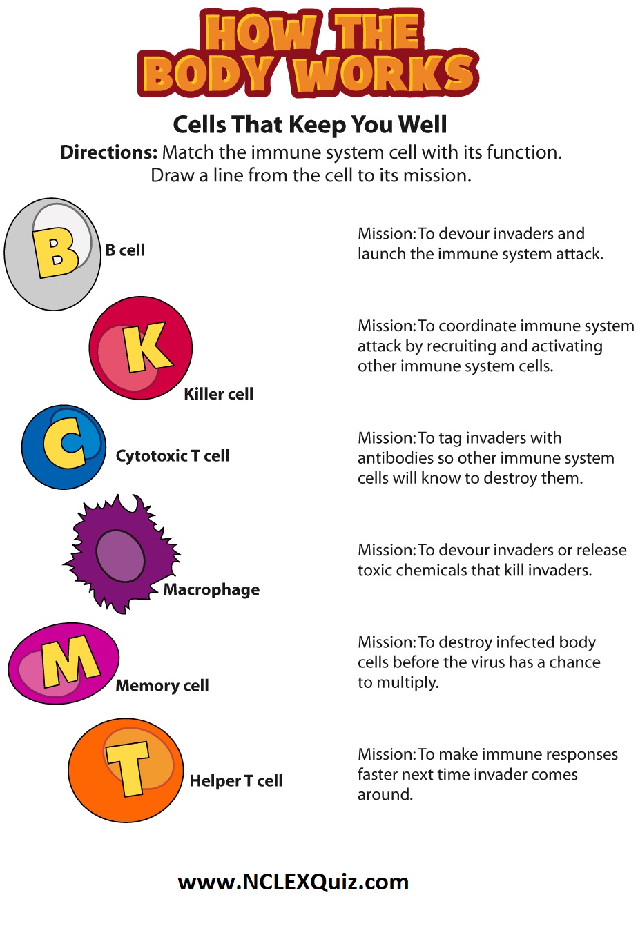 Immune System Overview for Nursing Students (Structure and Function) 