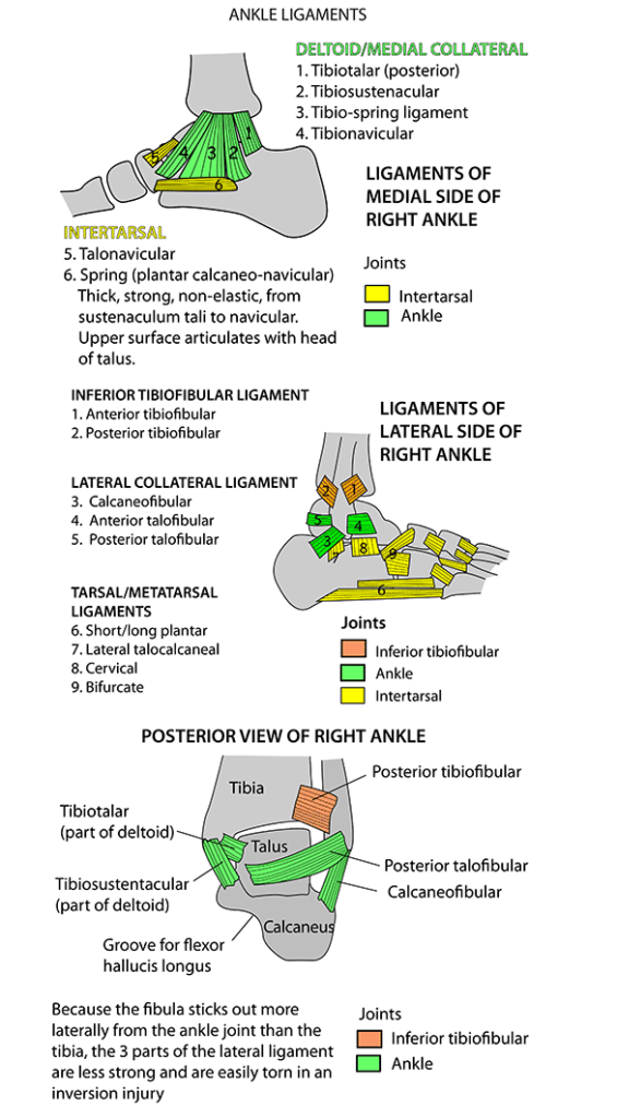 Ankle Ligaments Mnemonic Instant Anatomy Cheat Sheet NCLEX Quiz