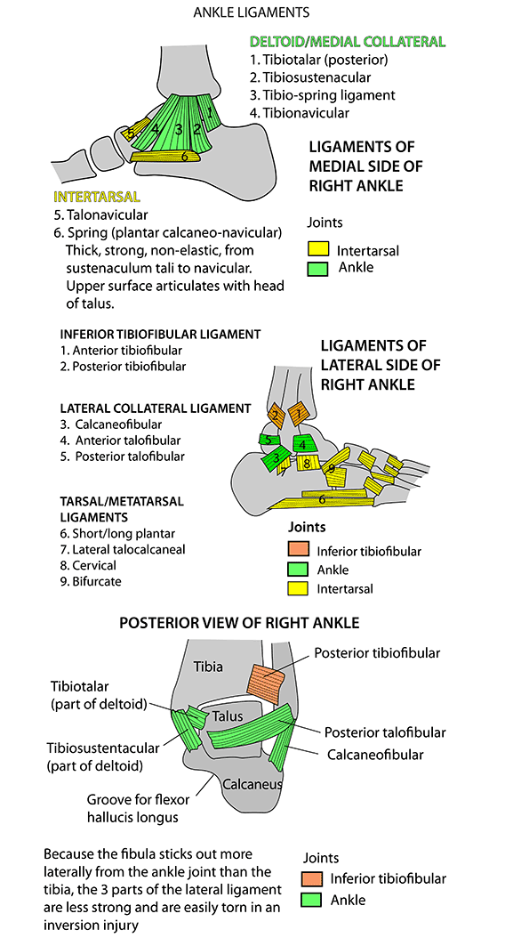 Ankle Ligaments Mnemonic Instant Anatomy Cheat Sheet