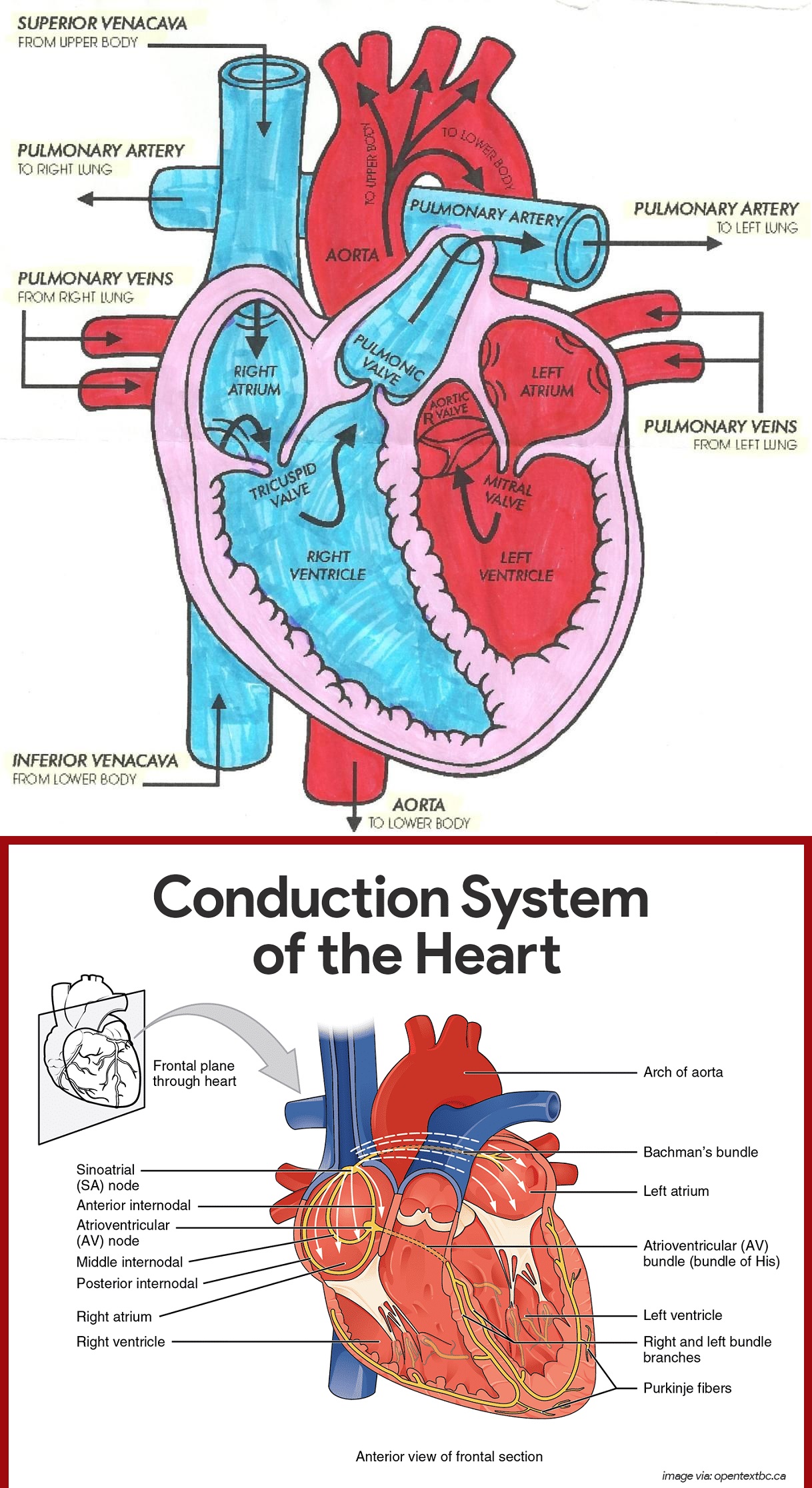 6.03.2021 · blood flow through the heart made easy with a simple diagram of the cardiac circulation pathway and steps in order. Diagram Of Heart Blood Flow For Cardiac Nursing Students Nclex Quiz