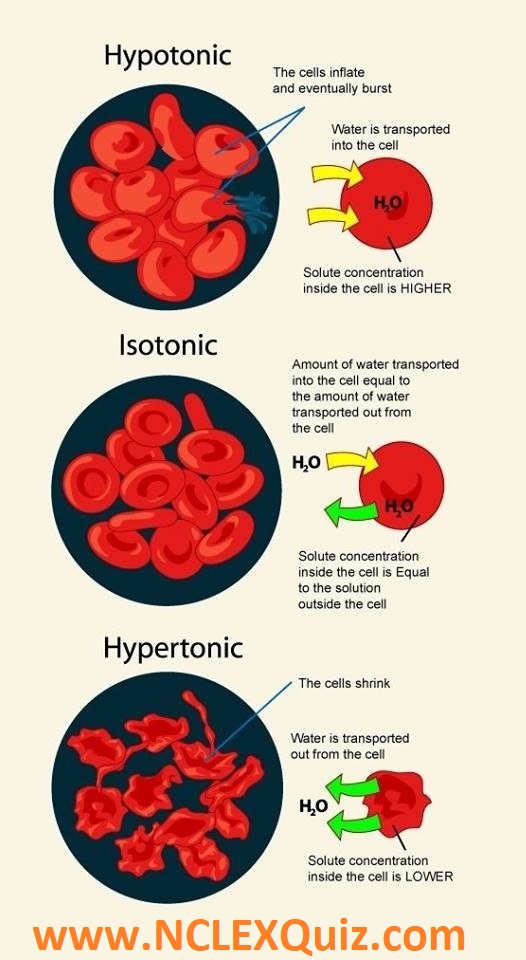 Red blood cells in hypertonic, isotonic, and hypotonic solutions