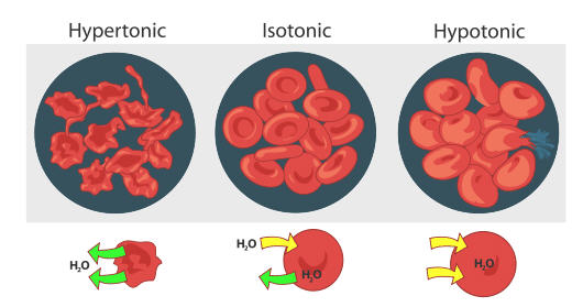 Tonicity: hypertonic, isotonic & hypotonic solutions