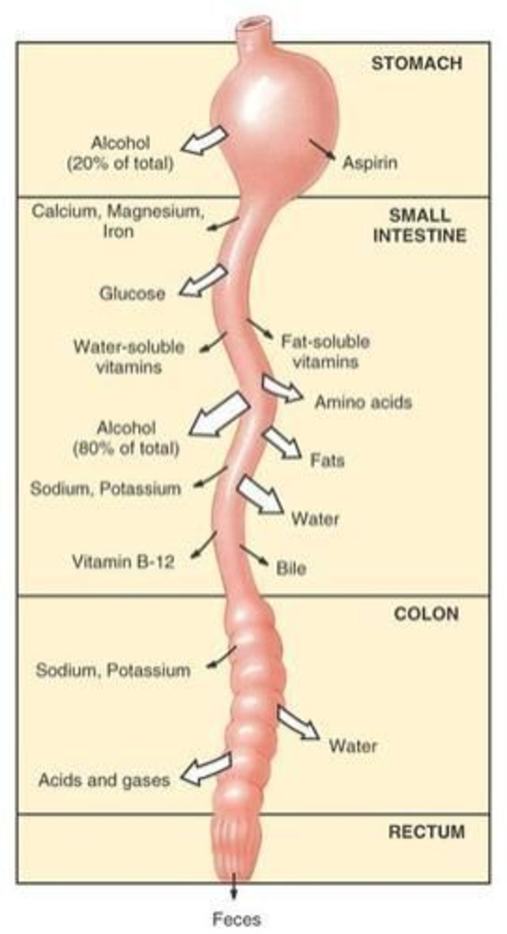 Absorption in the Gastrointestinal tract simplified for Nursing 