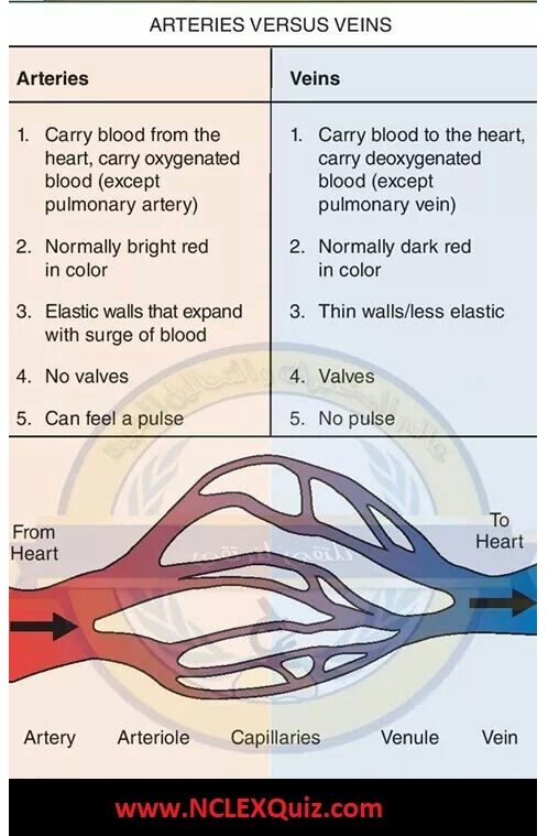 Difference between Arteries and Veins: Structure and Function of Blood Vessels