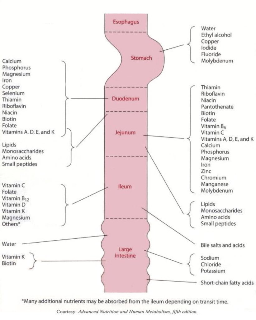Nutrient Absorption in the GI Tract Cheat Sheet