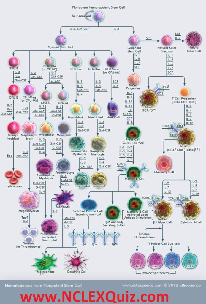Hematopoiesis from Pluripotent Stem Cells: Pathways & Lineage-specific ...