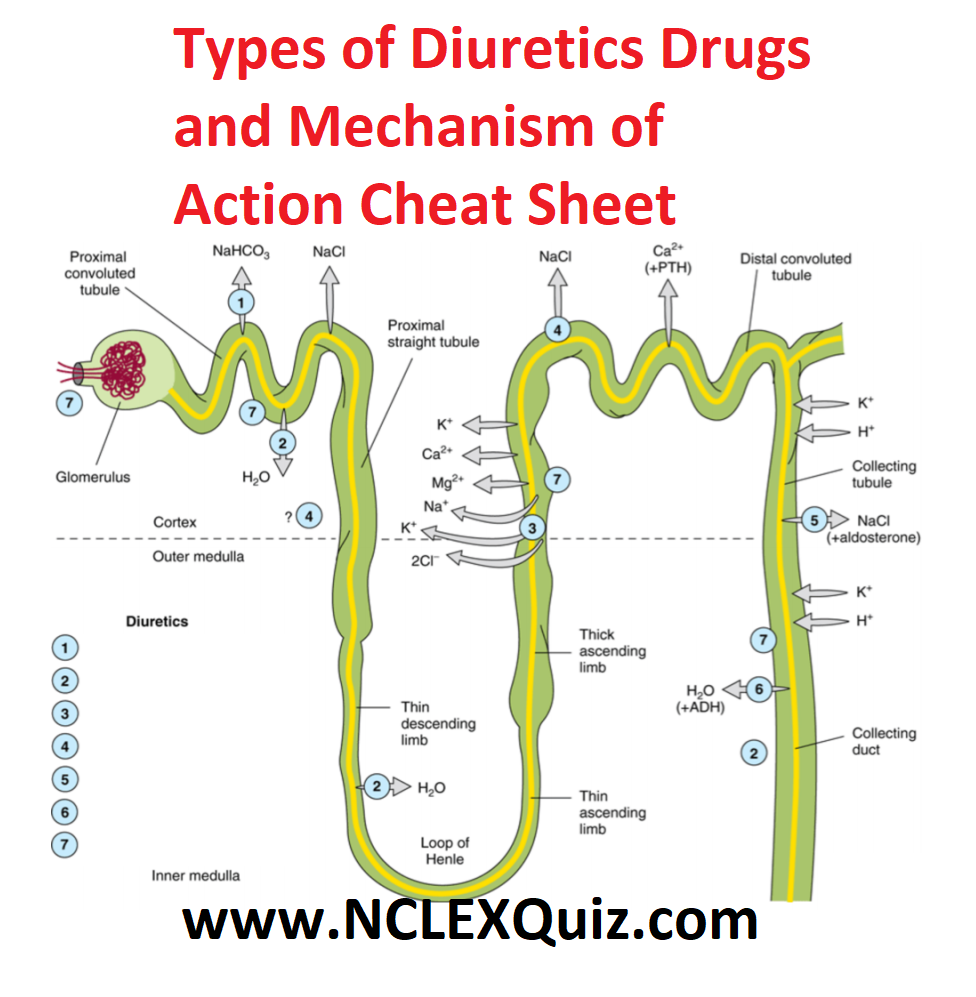 Diuretic Agents Basic & Clinical Pharmacology