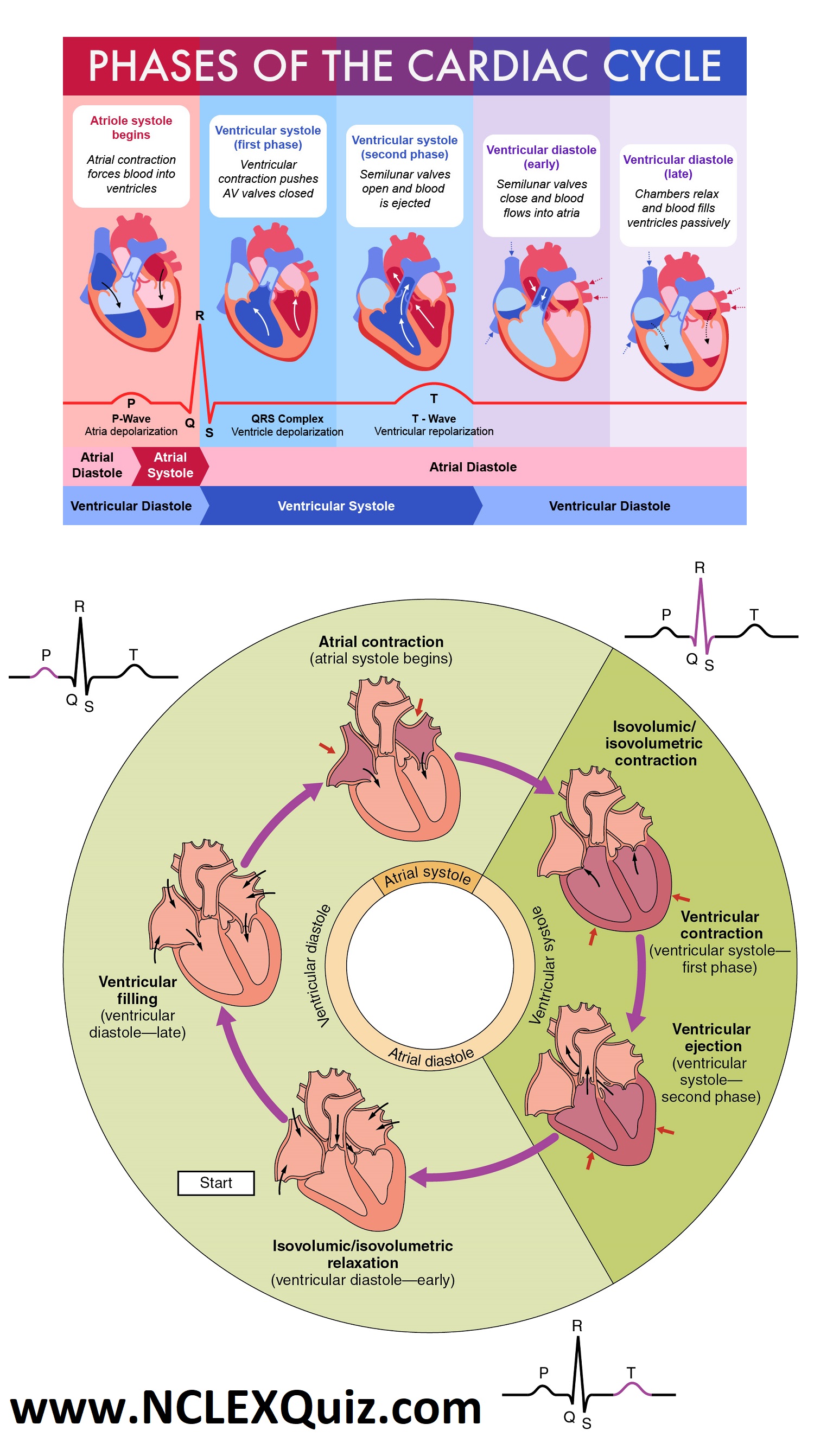 NCLEX Cheat Sheets: Phases of the cardiac cycle PQRST Wave for Nursing Students