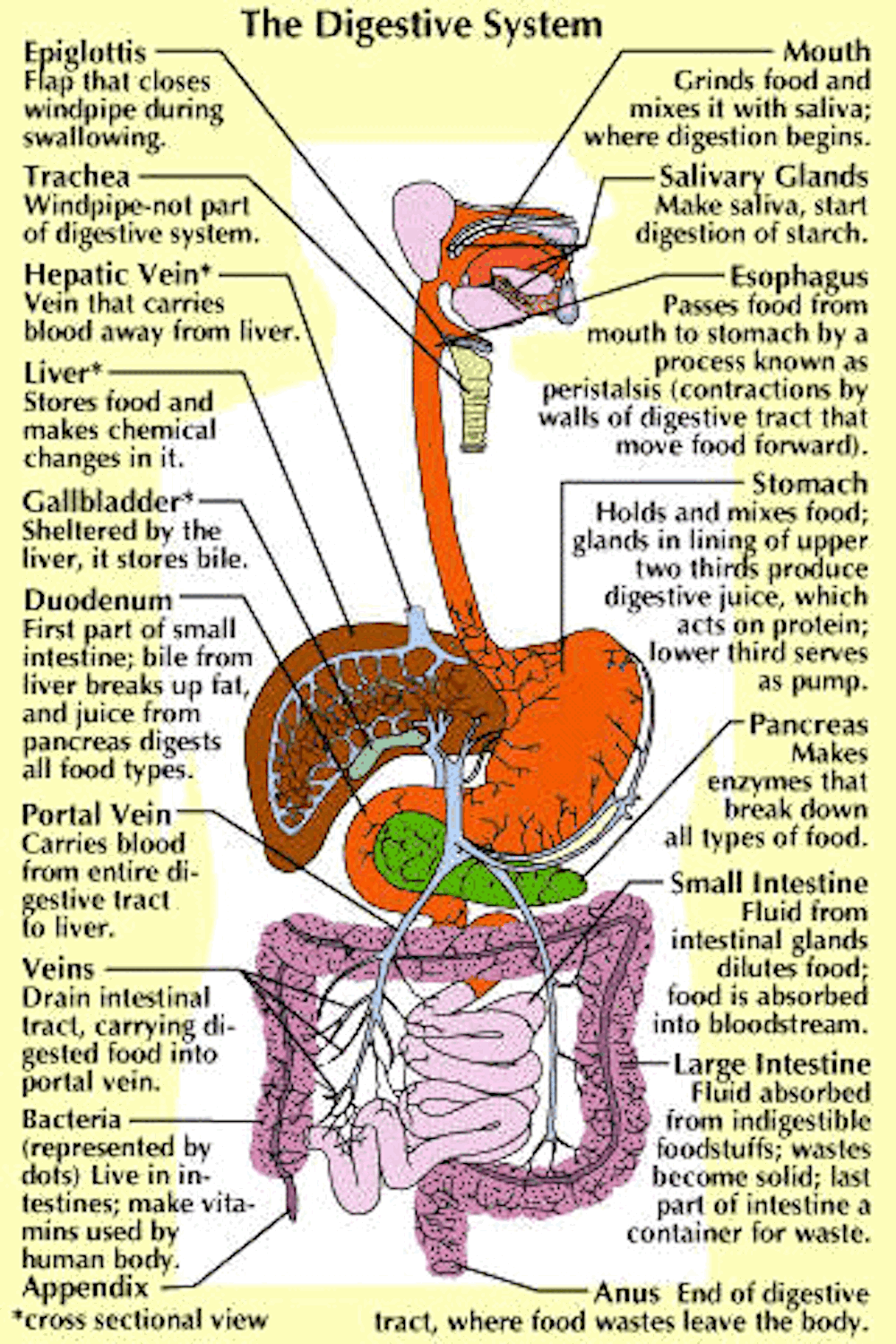 Parts and Function of Digestive System for Med School & Nursing