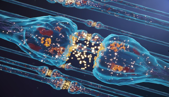 Alpha 2 Adrenergic Receptor
