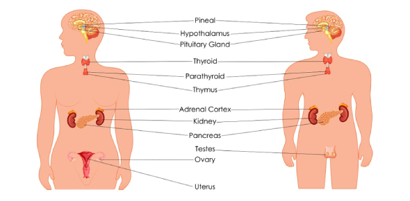 NCLEX Practice Quizzes on Endocrine System Disorders